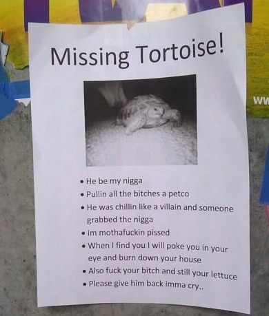 Where's my turtle?