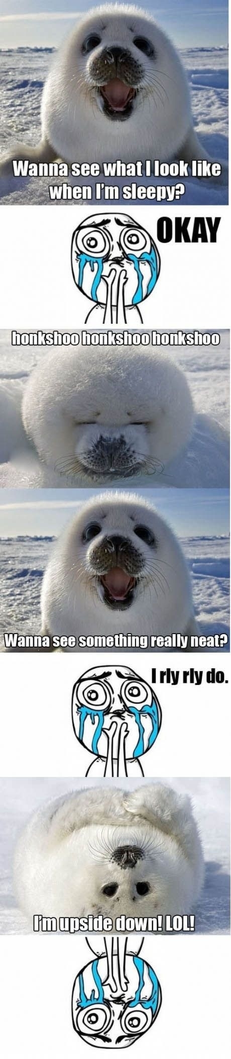 Cuteness over 9000!!!