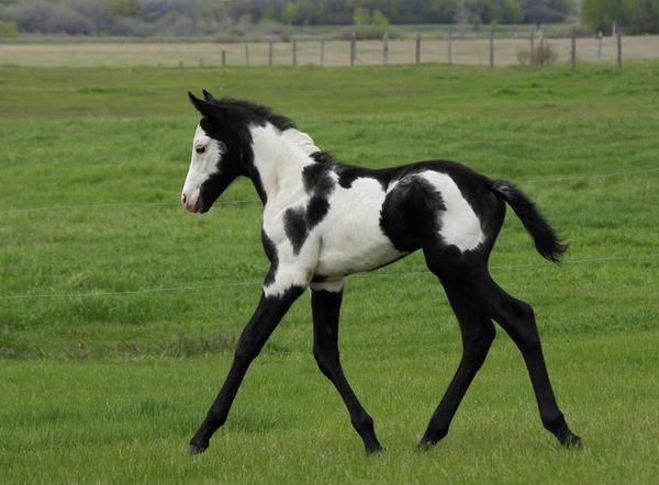 Horse, stop trying to be cow