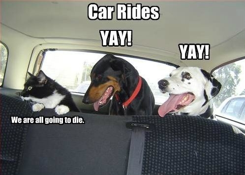 Animals in a car