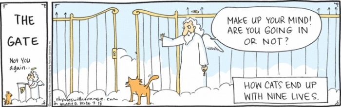 How cats get their 9 lives