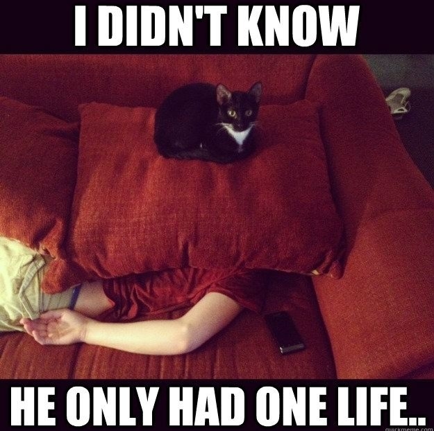 Jealous cat is innocent