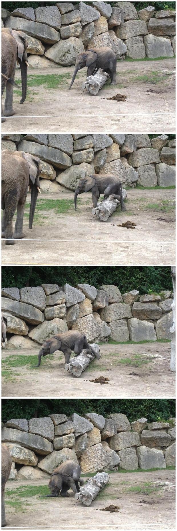 Baby elephant falling over