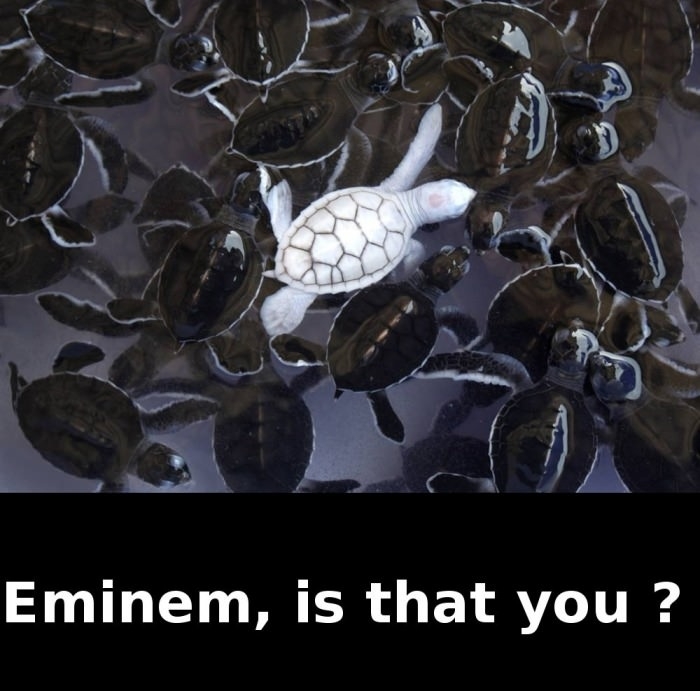 Eminem, is that you?
