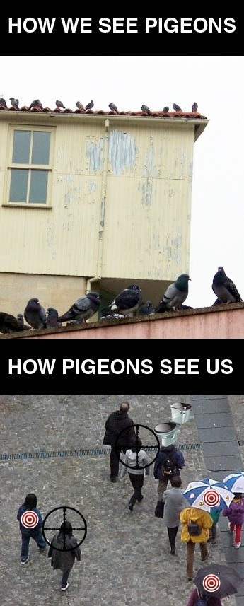How we see pigeons