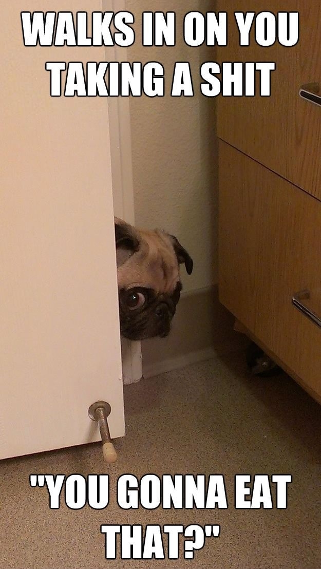 Peeking Pug