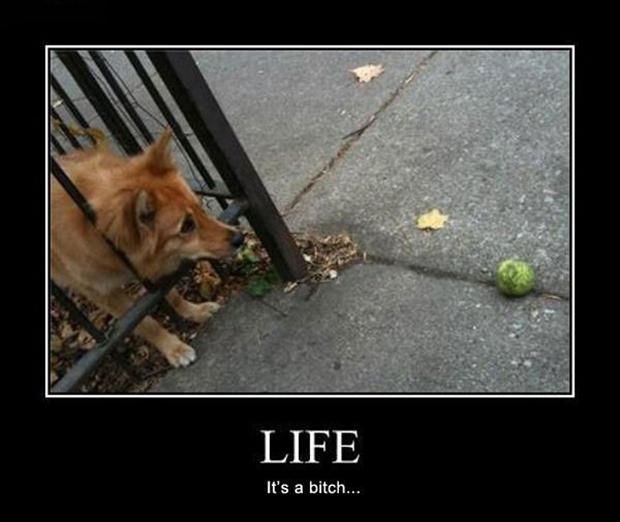 Life's a b*tch!