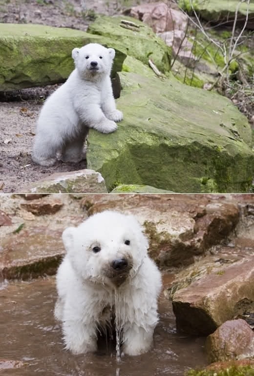 Bear cub playing in water