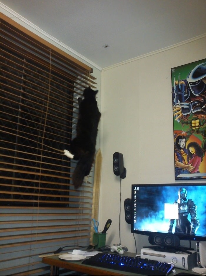 Cat, spider determination