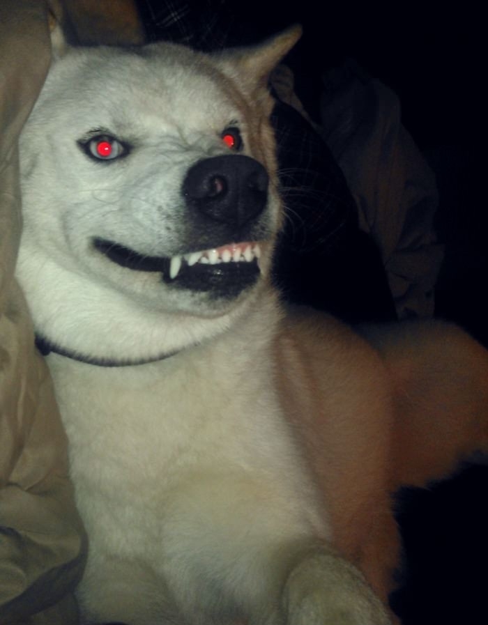 Get a puppy they said..