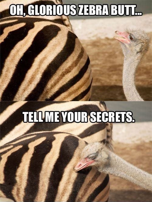Oh, glorious zebra..