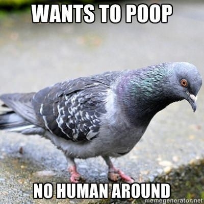 Pigeon Problems