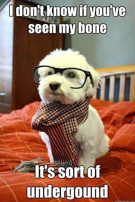 Hipster Dog