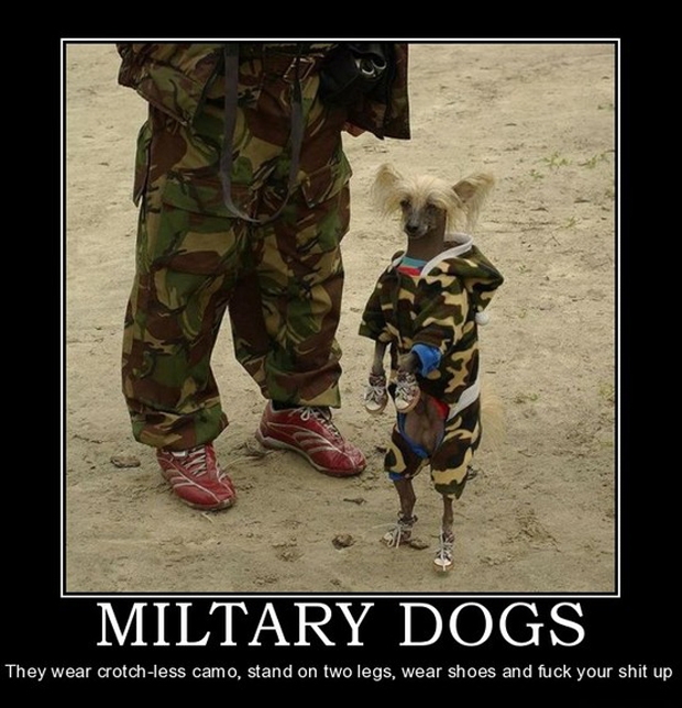 Military Dogs