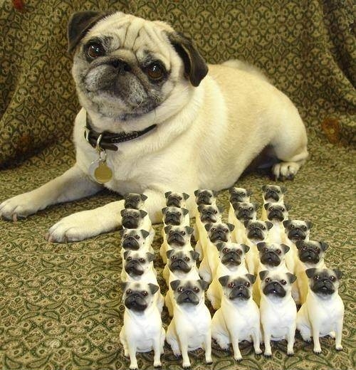 Pug: This is my loyal army