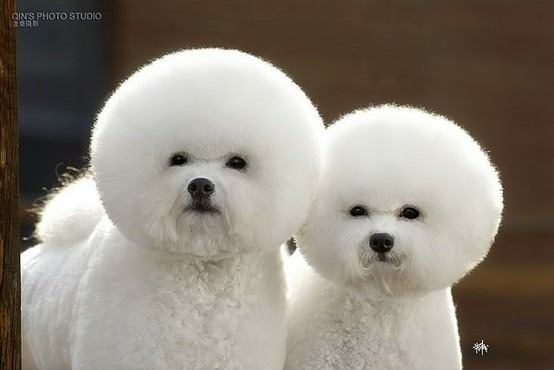 If Bob Ross had dogs
