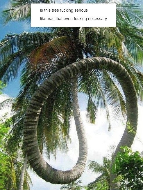 Is this tree serious?!
