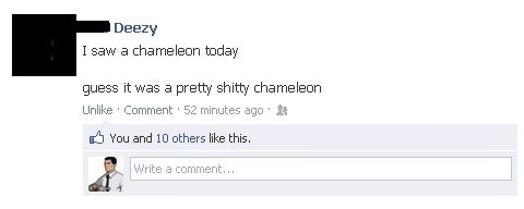 Stupid chameleon