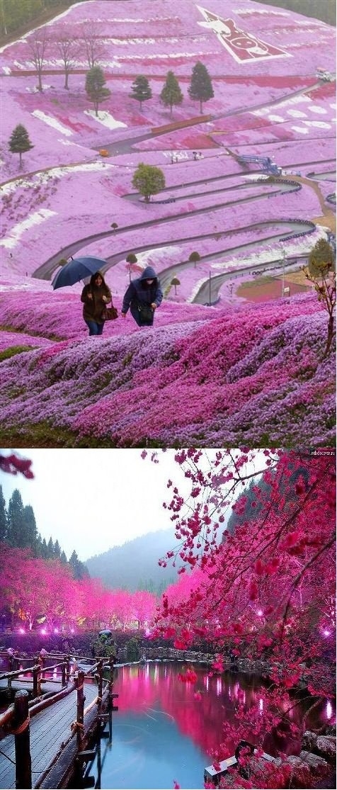 In Japan, who wants to go?