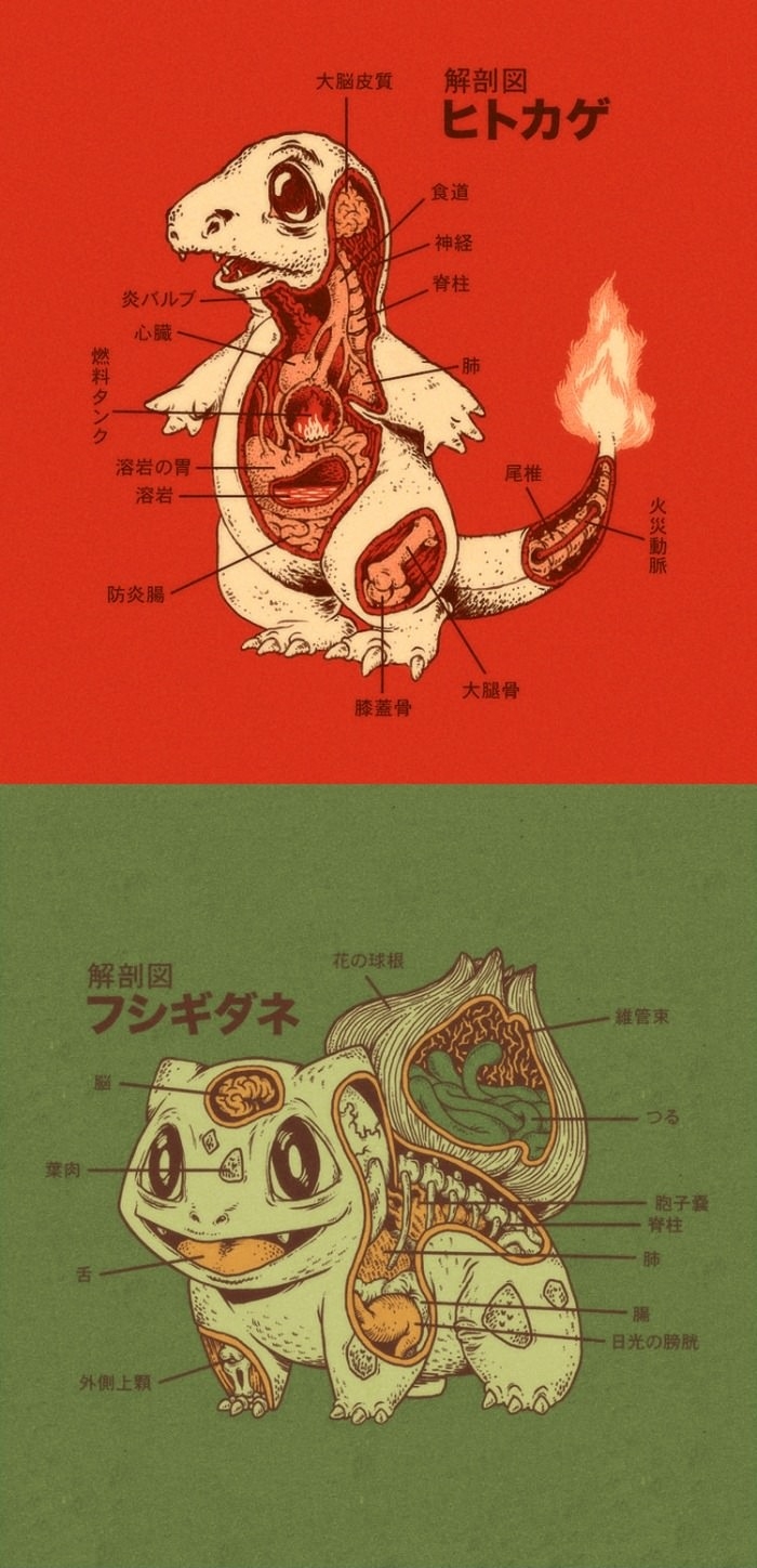 Pokemon Anatomy
