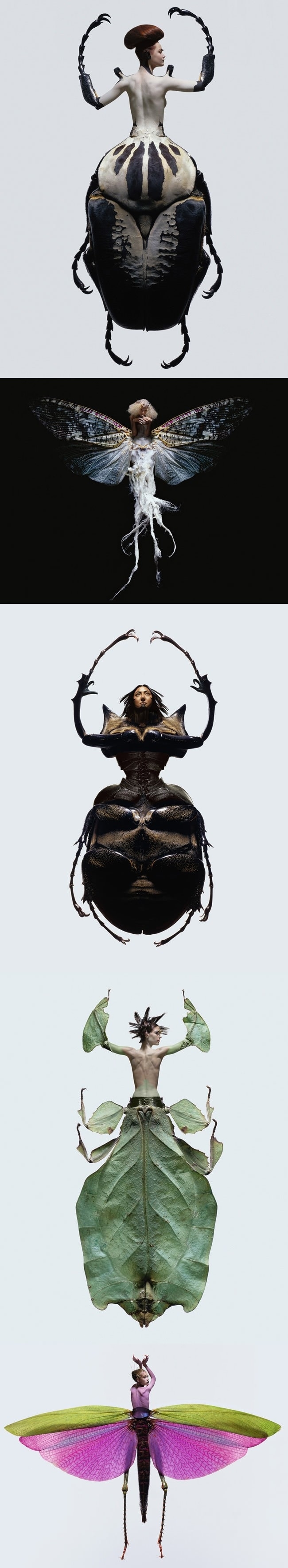Insectes x Women