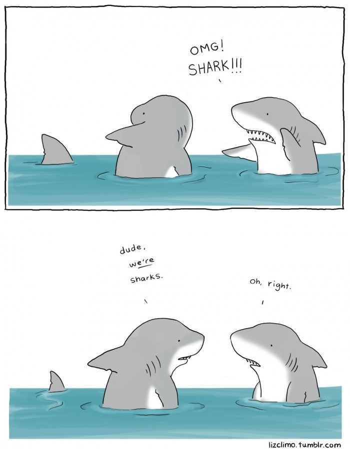 OMG Shark!!!