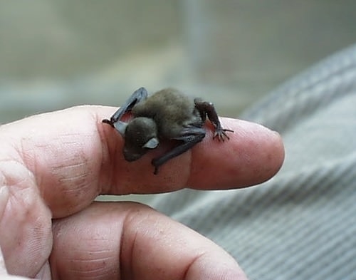 A baby bat