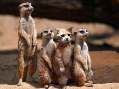 Imposter in our midst