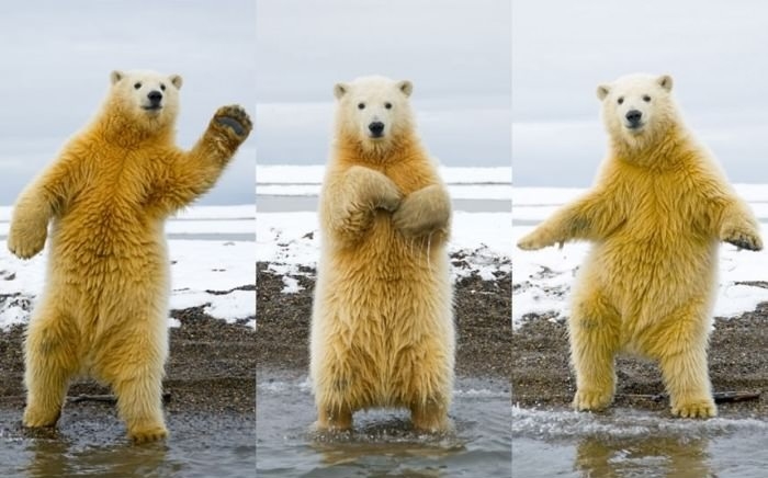 The Dancing Polar Bear