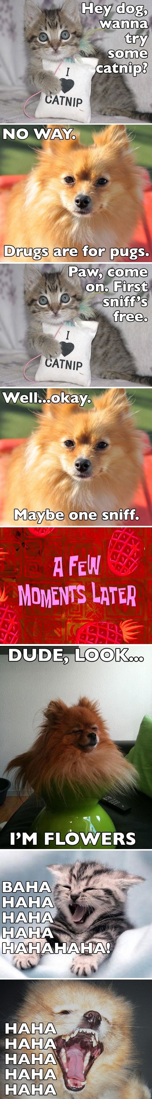 Come on, just one sniff?