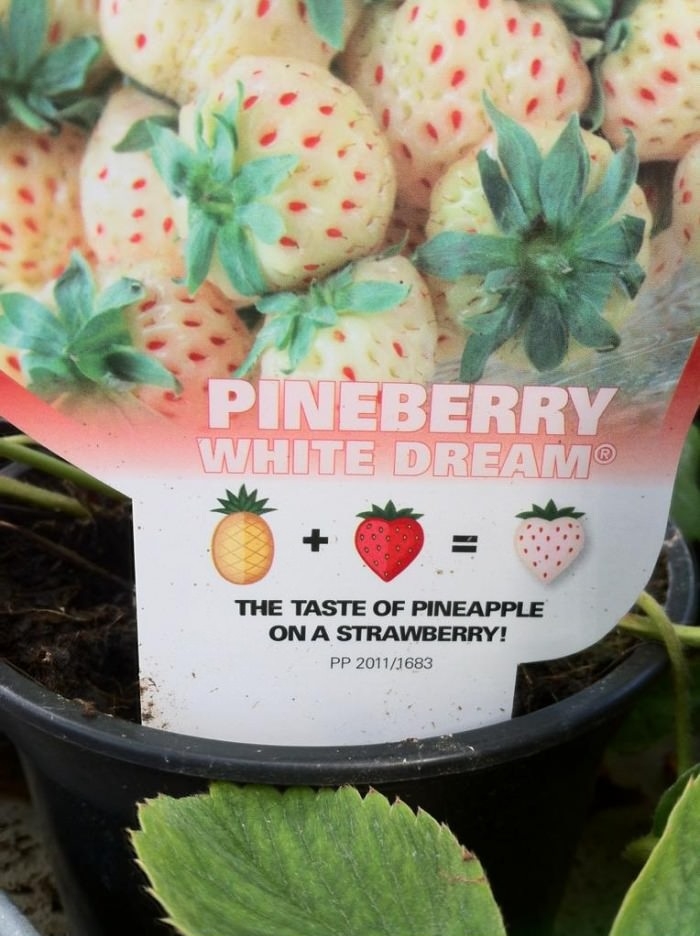 Pineberry White Dream
