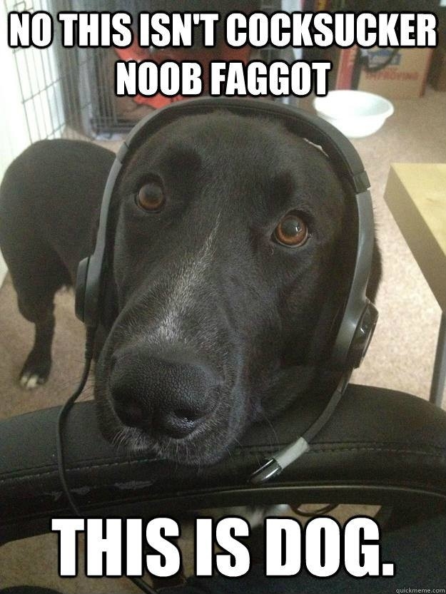 Dog plays Halo