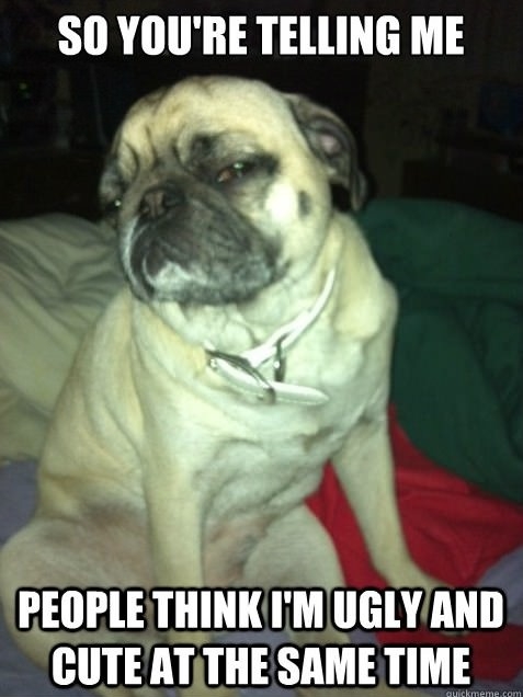 Skeptical Pug
