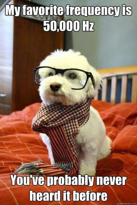 Hipster dog being hipster