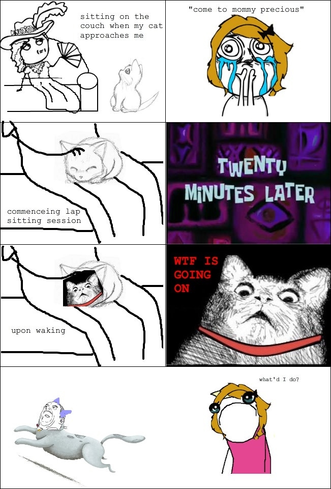 Cat owners will know