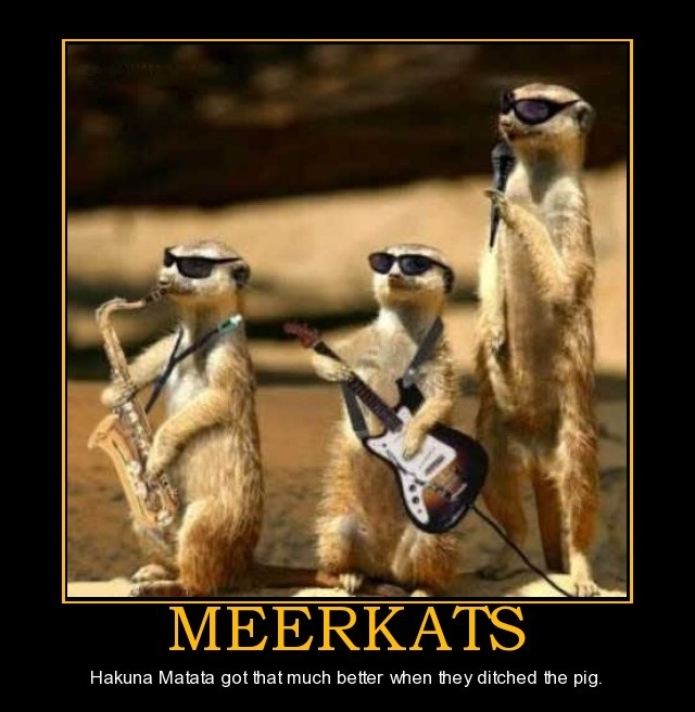 Meerkats