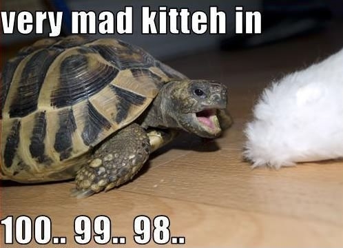 Very mad kitty in..