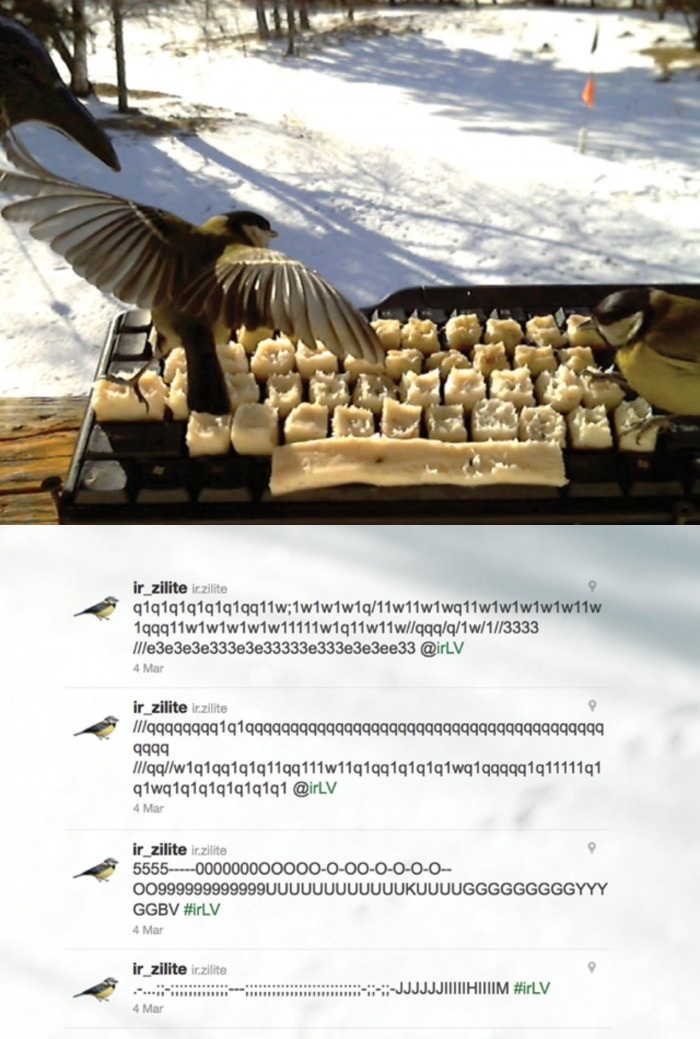 Birds on Twitter Experiment