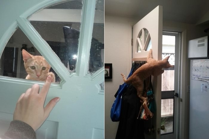 Special greeting from cat