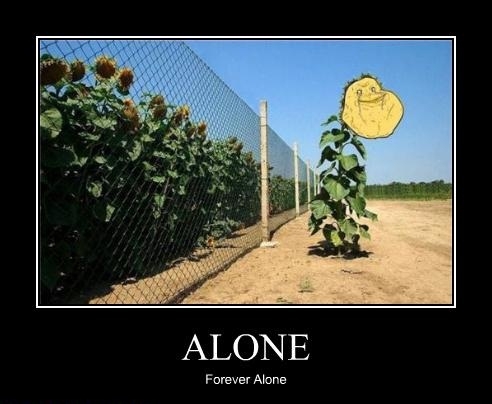 Poor sunflower