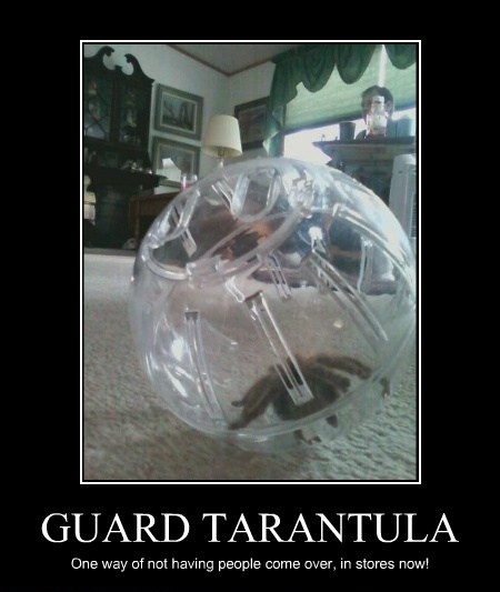 Guard Tarantula