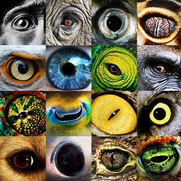 Eyes of nature