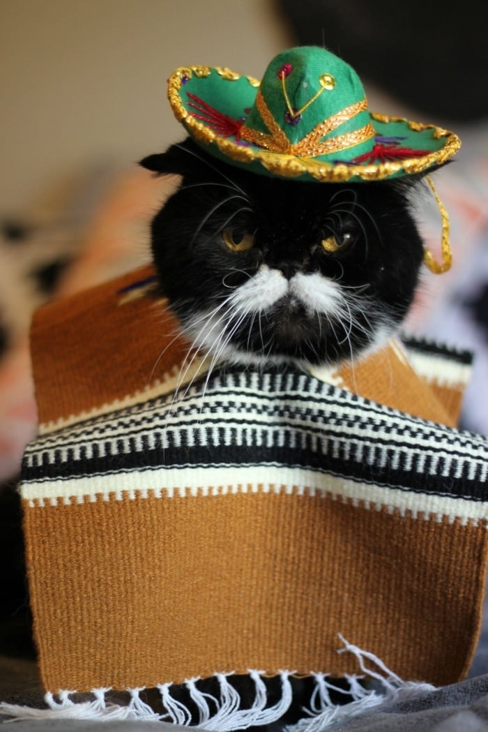 Hola, I'm a Mexican cat!