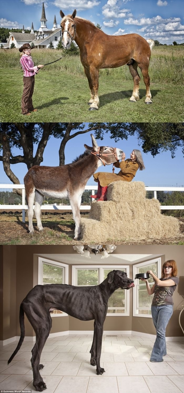 Tallest horse, donkey & dog