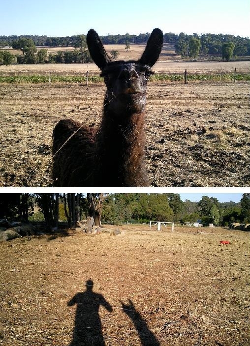 Lance the heavy metal Llama