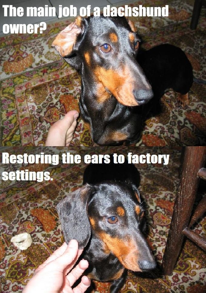 Main job of Dachshund owner