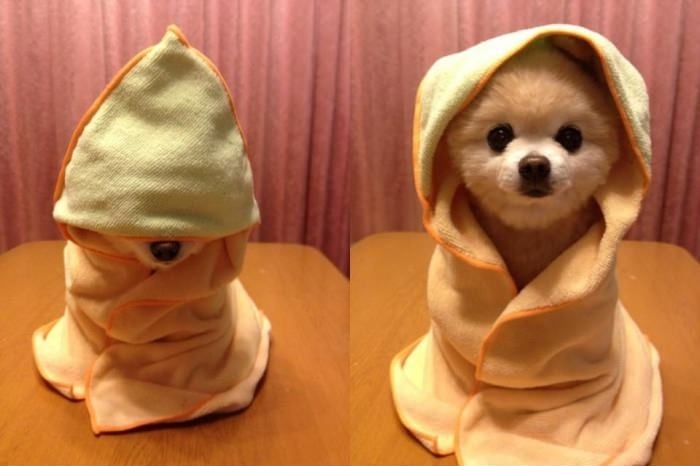 Young Puppy Assassin