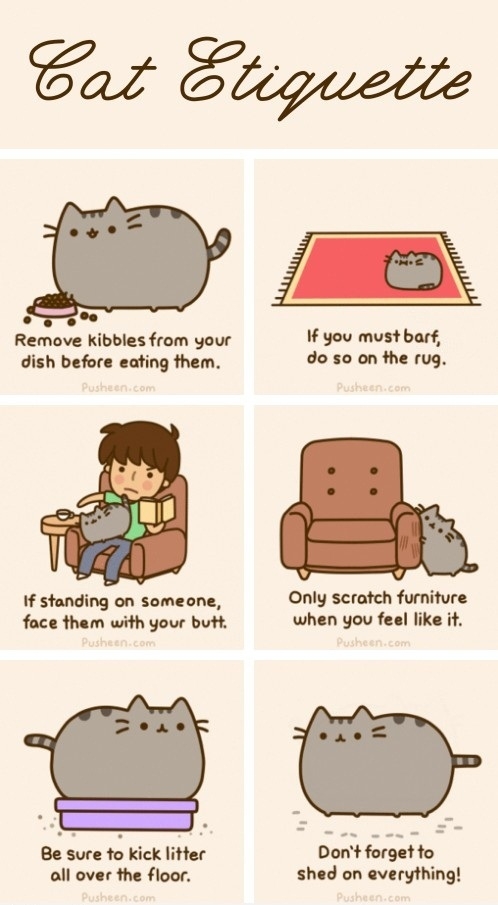 Your cat should know this