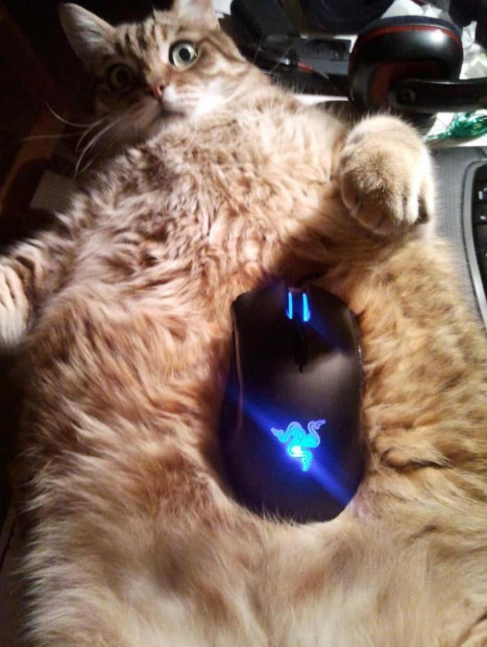 Catpad
