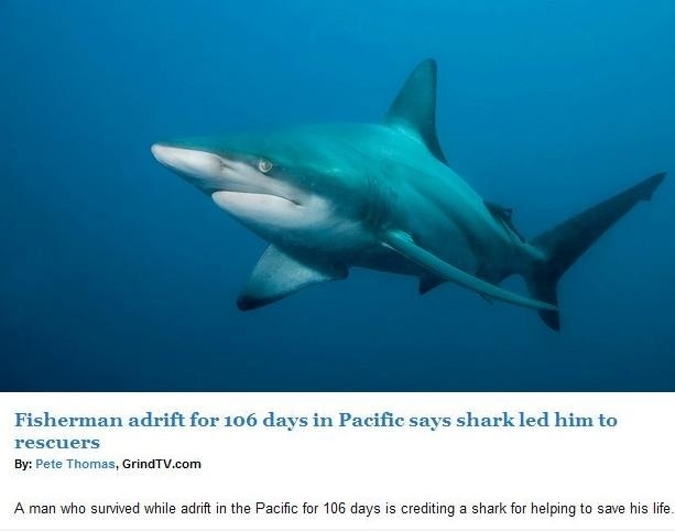 Good Guy Shark